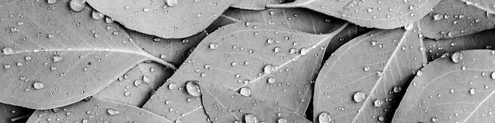 Greyscale image of eucalptus leaves scattered with droplets of water